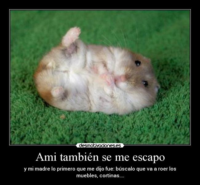 Ami también se me escapo - y mi madre lo primero que me dijo fue: búscalo que va a roer los muebles, cortinas....
