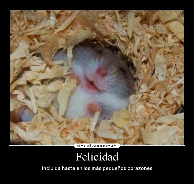 carteles felicidad hamster feliz desmotivaciones