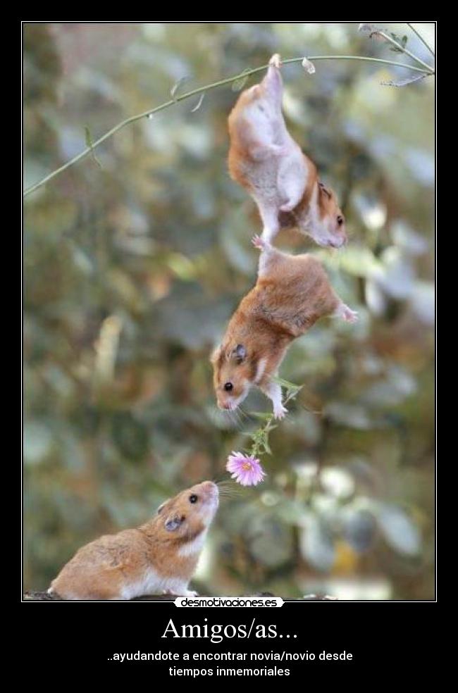 Amigos/as... - 