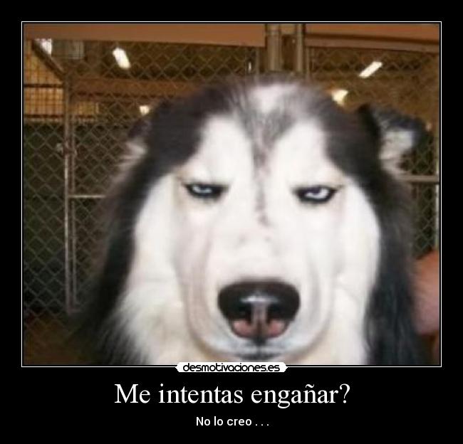 carteles perro enganar imposibel desmotivaciones