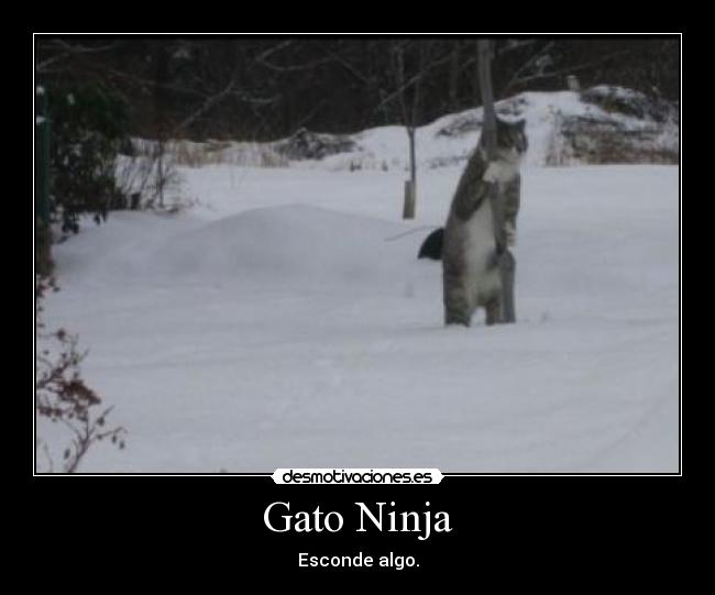 Gato Ninja - 