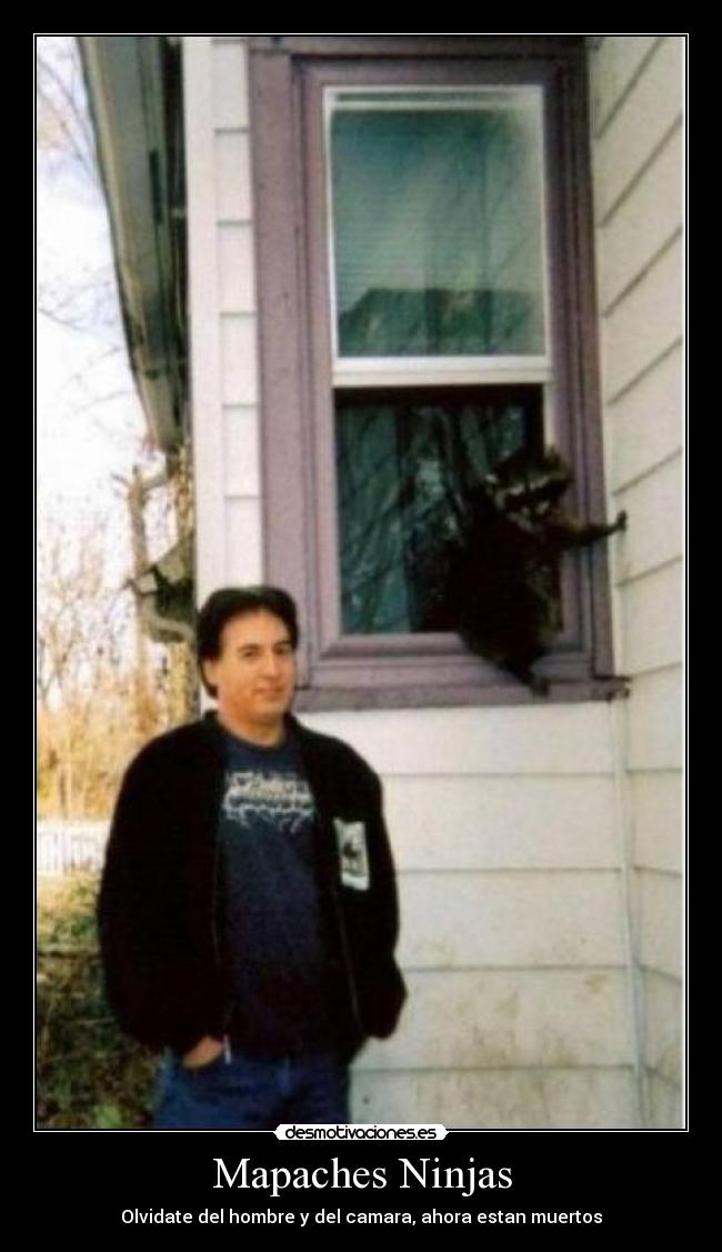Mapaches Ninjas - 