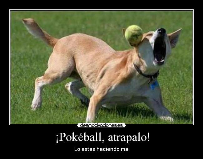 ¡Pokéball, atrapalo! -