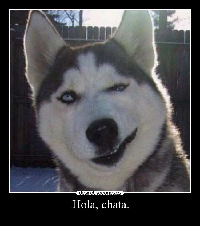 carteles husky ligando  desmotivaciones