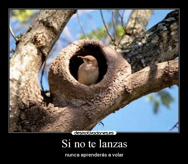 Si no te lanzas - 