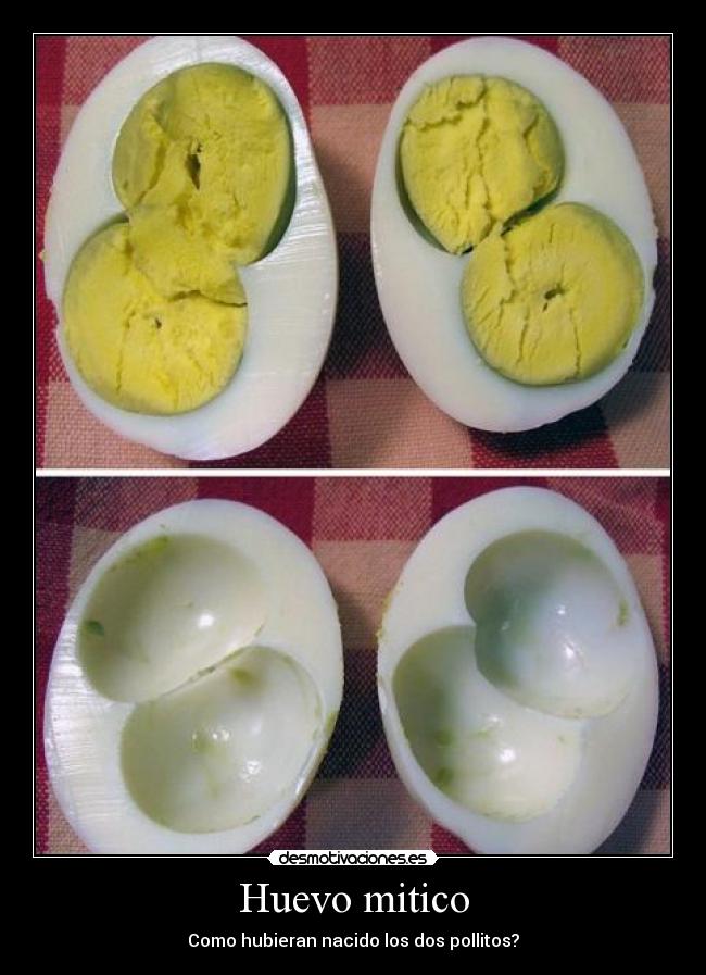 Huevo mitico - Como hubieran nacido los dos pollitos?