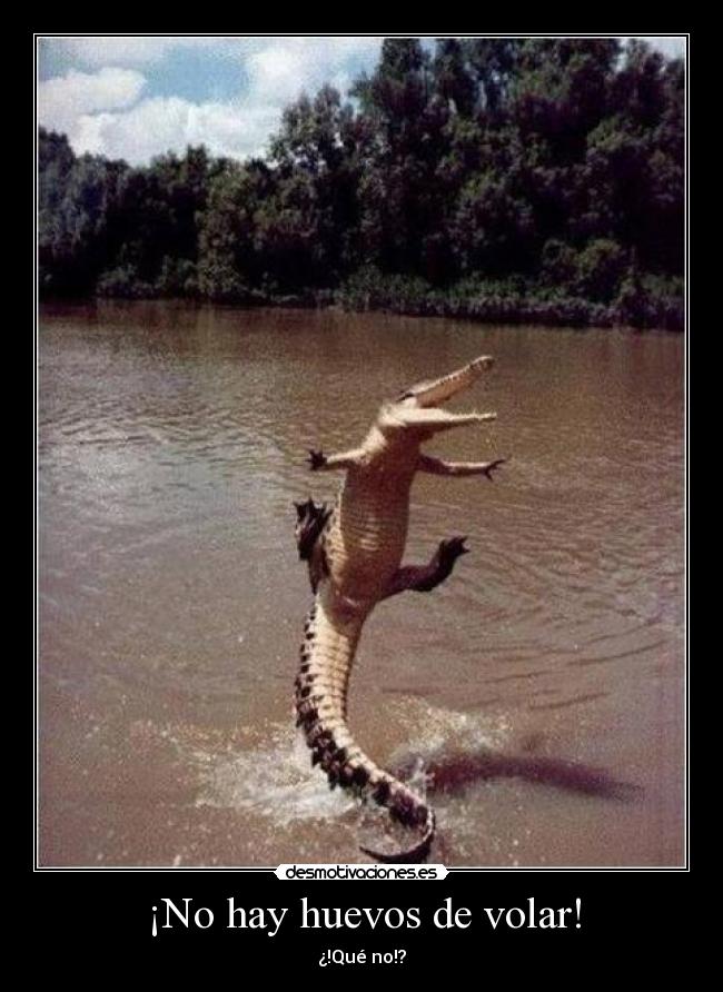 ¡No hay huevos de volar! - 