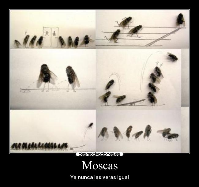 Moscas - 