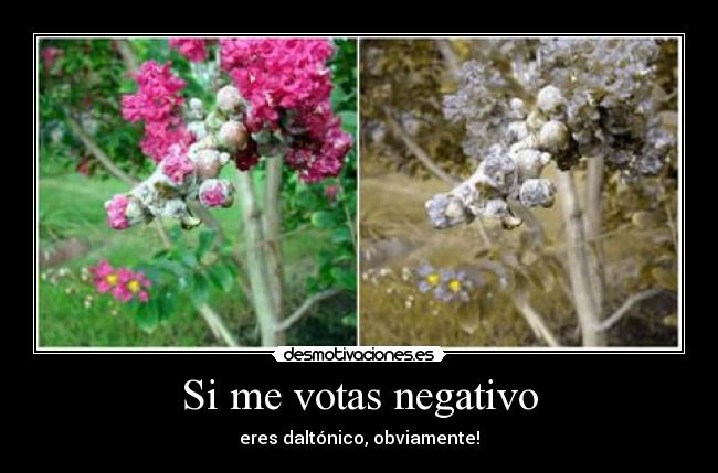 Si me votas negativo -