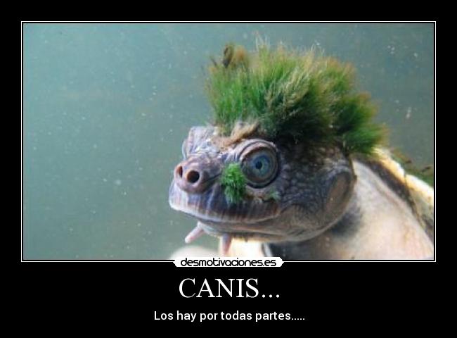 CANIS... - Los hay por todas partes.....