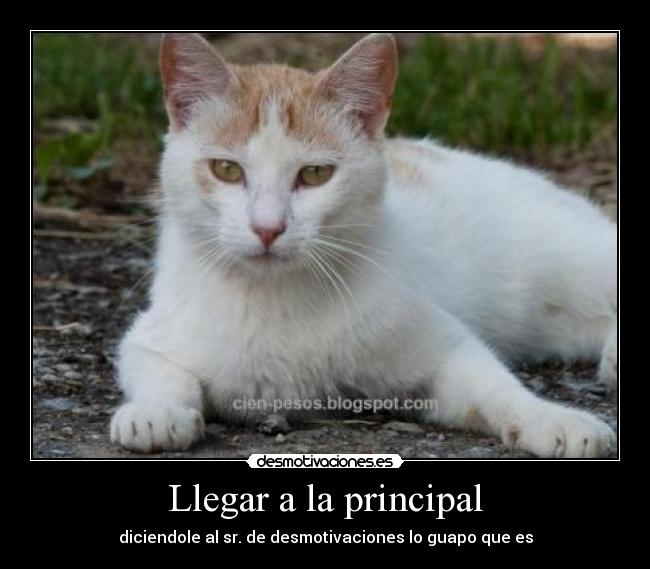 Llegar a la principal - diciendole al sr. de desmotivaciones lo guapo que es