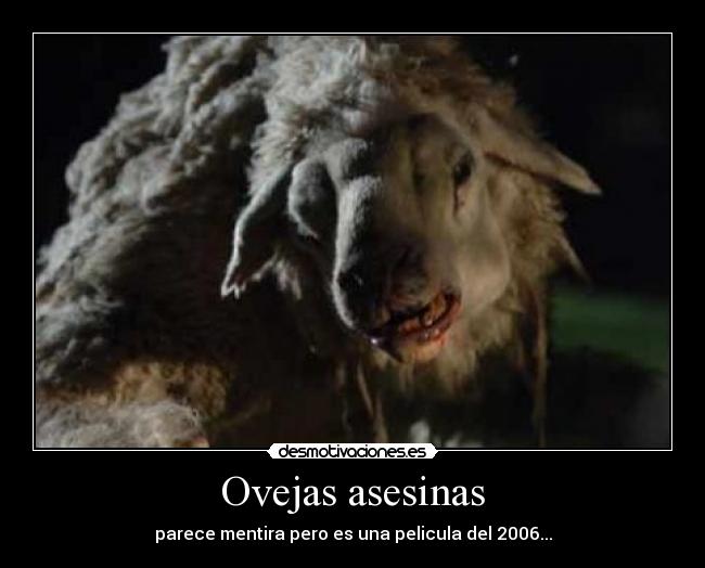 Ovejas asesinas - 