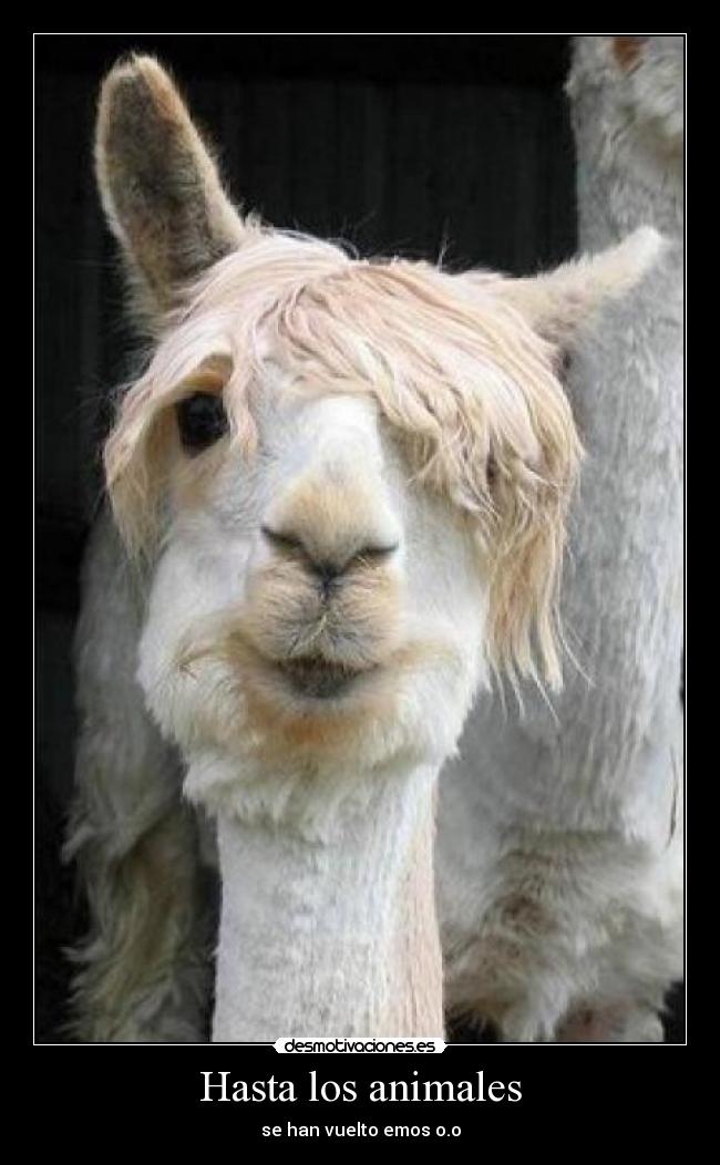 Hasta los animales -