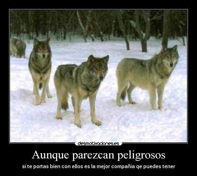 Aunque parezcan peligrosos - si te portas bien con ellos es la mejor compañia qe puedes tener