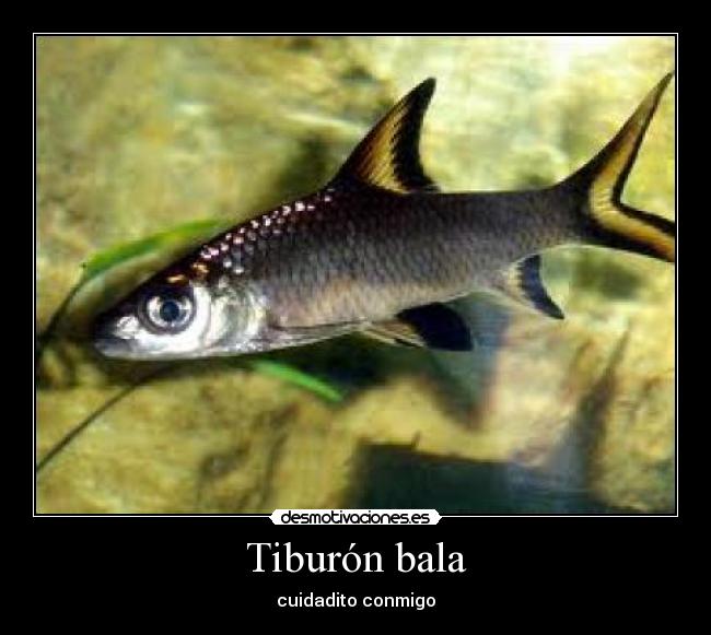 Tiburón bala - 