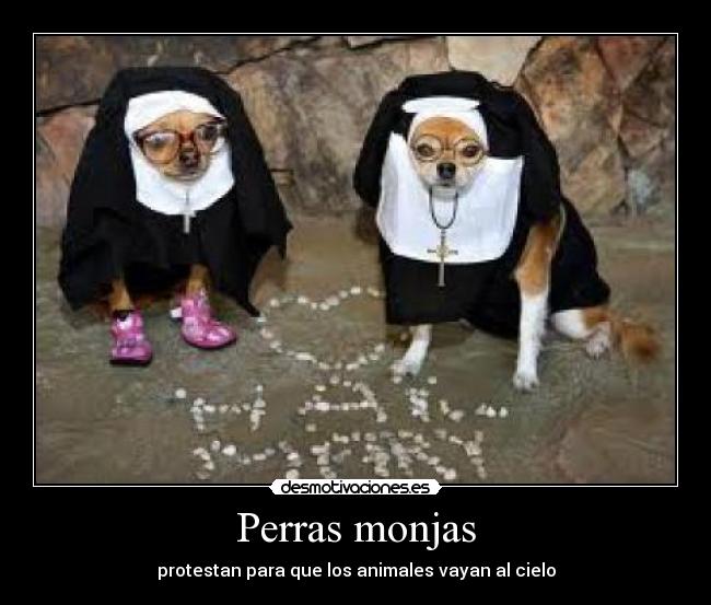 Perras monjas - protestan para que los animales vayan al cielo