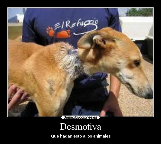 Desmotiva - Qué hagan esto a los animales