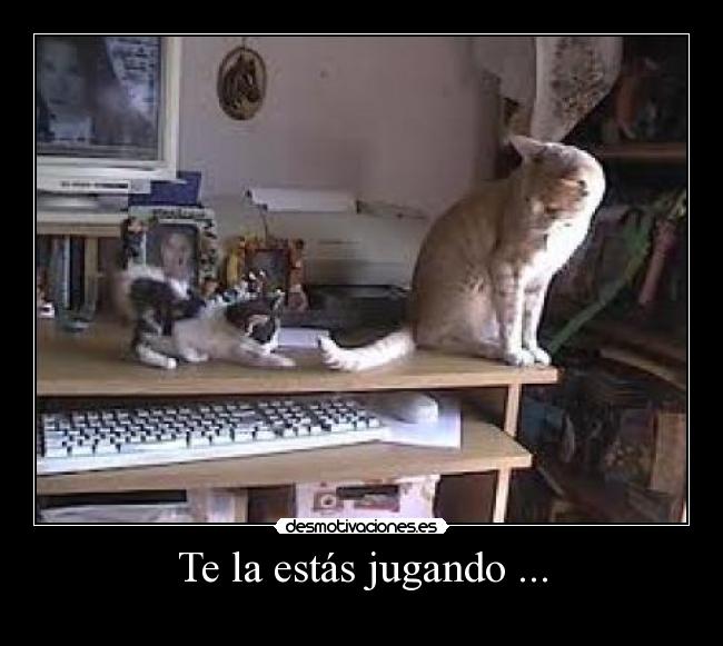 carteles gatos desmotivaciones