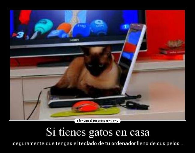 Si tienes gatos en casa - 