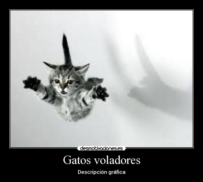 Gatos voladores - Descripción gráfica