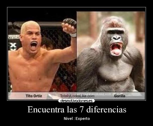 carteles gorila bestialidad chuck norris gatitos bestia diferencias desmotivaciones