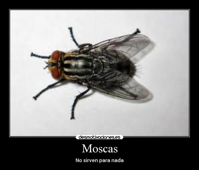 Moscas - No sirven para nada