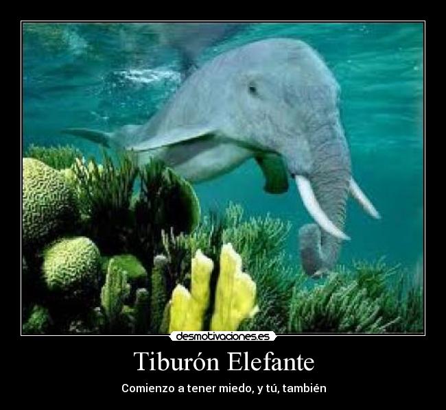 Tiburón Elefante - Comienzo a tener miedo, y tú, también