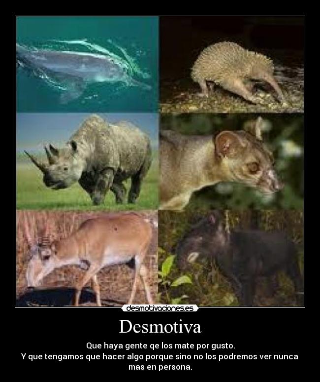 Desmotiva - Que haya gente qe los mate por gusto.
Y que tengamos que hacer algo porque sino no los podremos ver nunca
mas en persona.