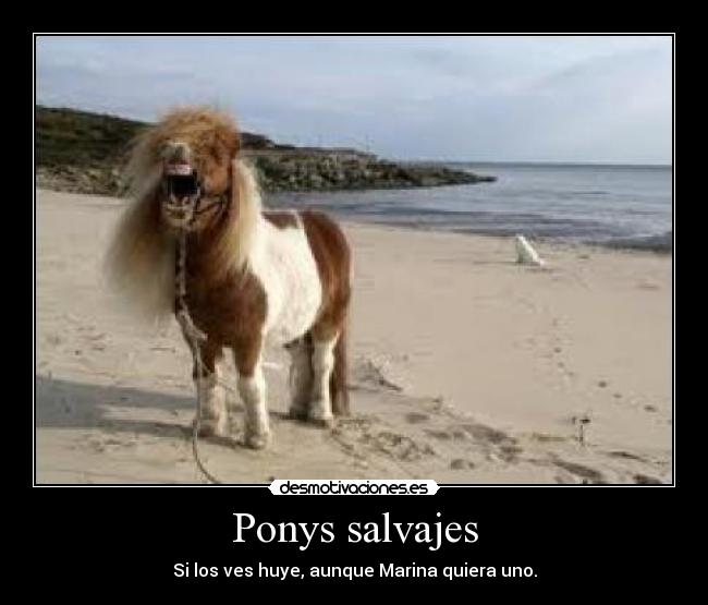 Ponys salvajes -