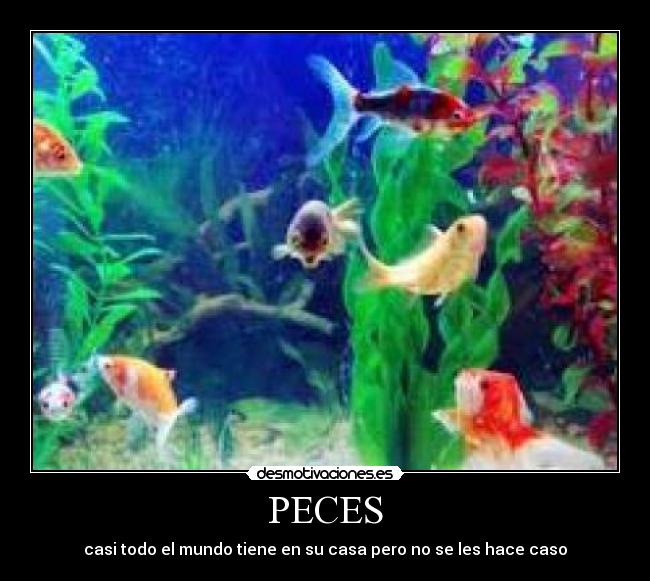 PECES - casi todo el mundo tiene en su casa pero no se les hace caso