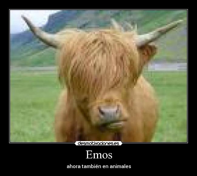 Emos - ahora también en animales