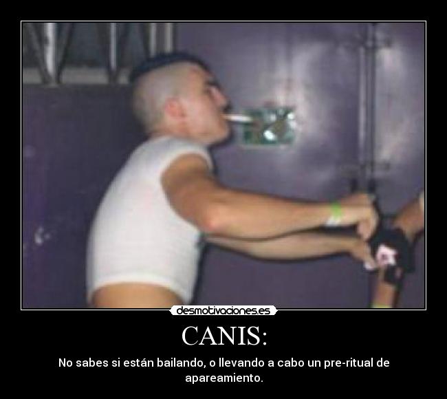 CANIS: - No sabes si están bailando, o llevando a cabo un pre-ritual de apareamiento.