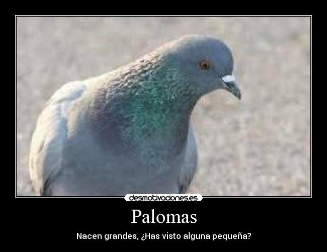 Palomas -