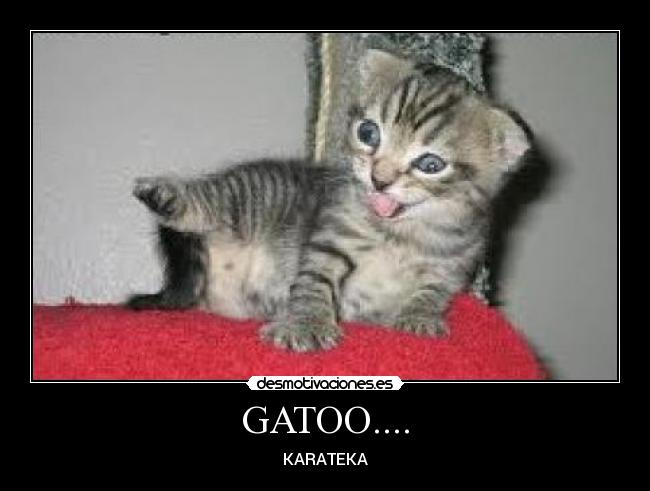 GATOO.... - KARATEKA