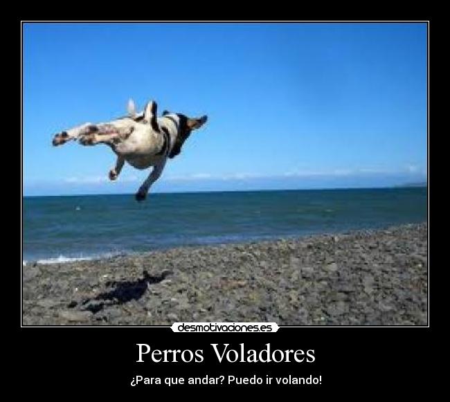Perros Voladores - 