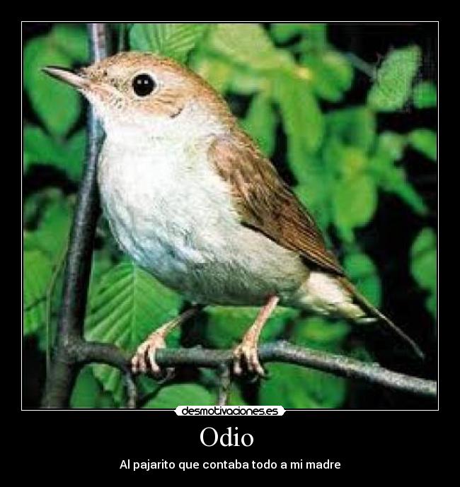 Odio  - 