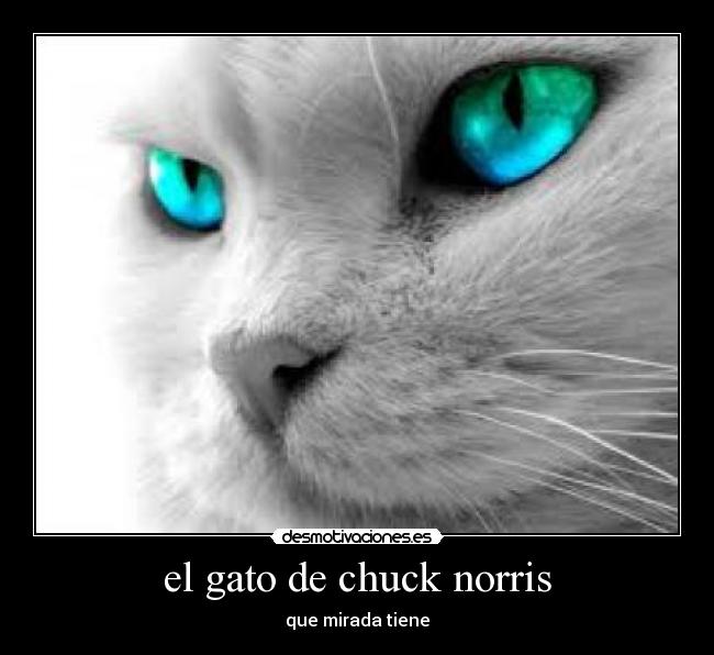 el gato de chuck norris -