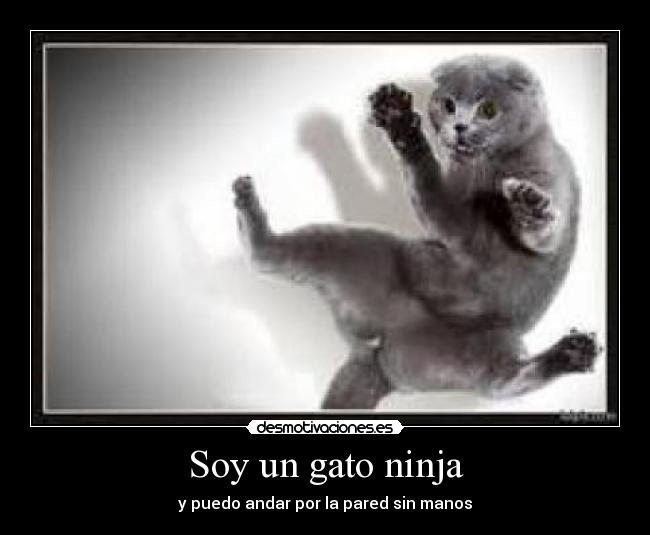 Soy un gato ninja -
