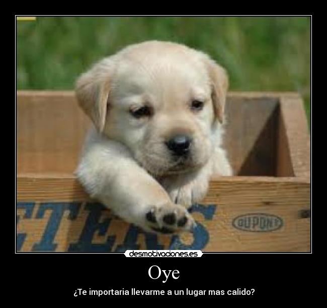 Oye -