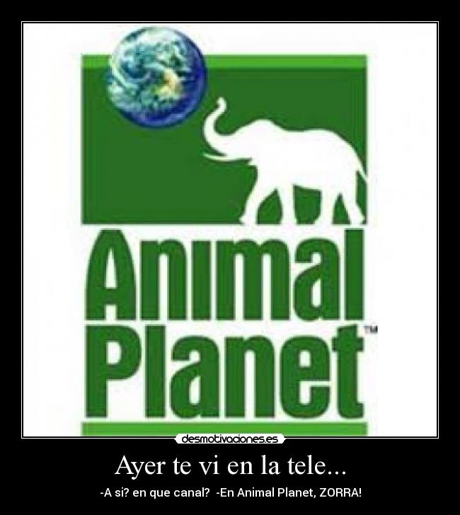 Ayer te vi en la tele... - -A si? en que canal? -En Animal Planet, ZORRA!