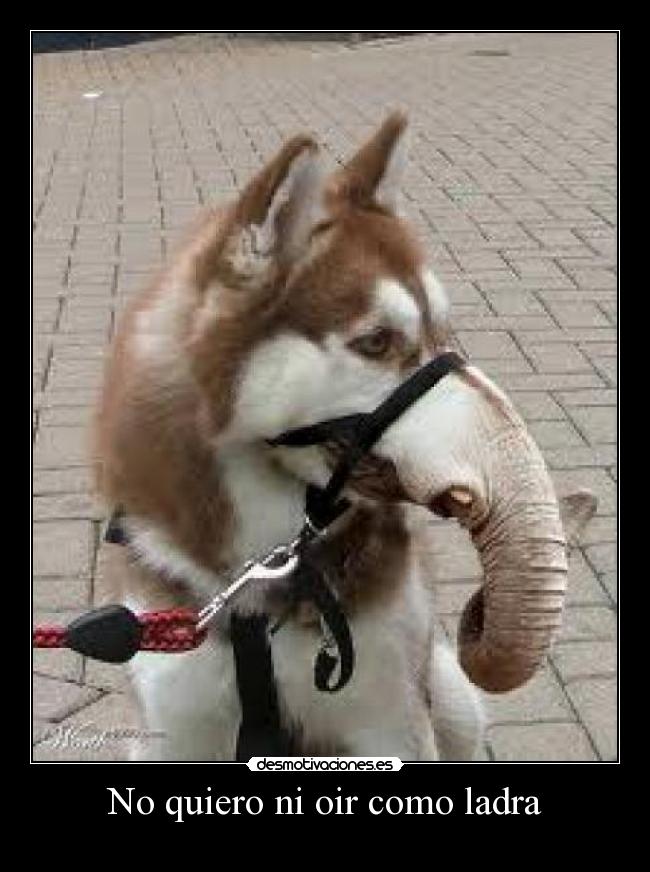 No quiero ni oir como ladra -