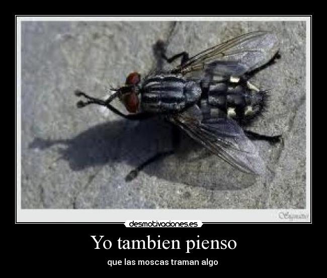 Yo tambien pienso - que las moscas traman algo