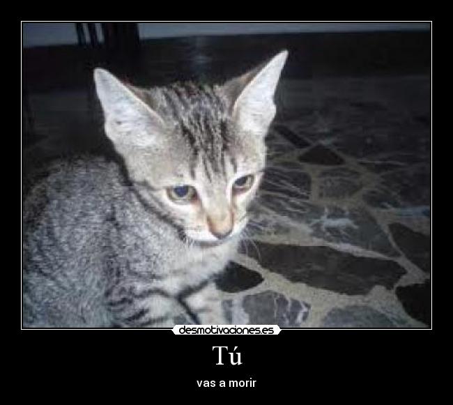 carteles gatico morir dexter desmotivaciones