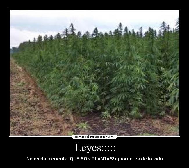 Leyes::::: - No os dais cuenta !QUE SON PLANTAS! ignorantes de la vida