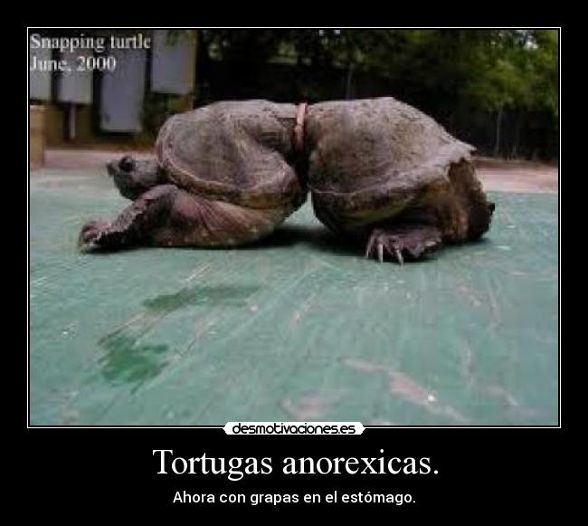 Tortugas anorexicas. - 