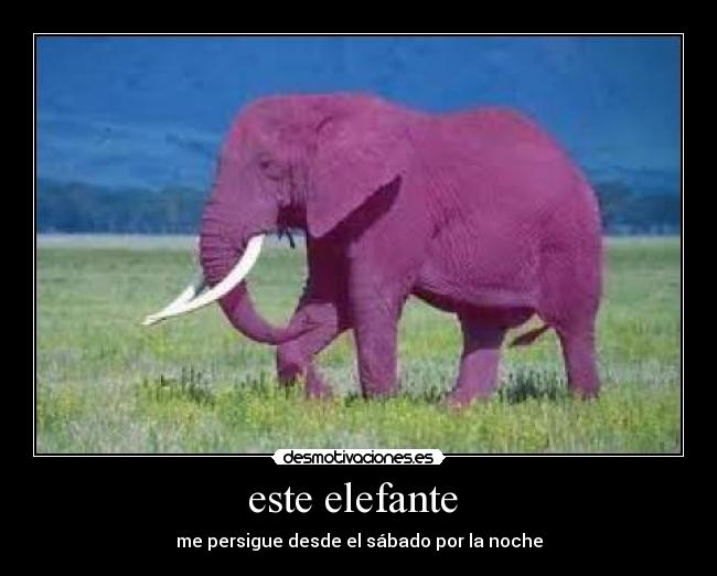 este elefante - me persigue desde el sábado por la noche