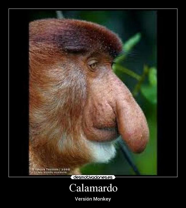 Calamardo - 