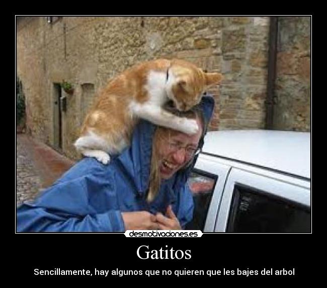 Gatitos -