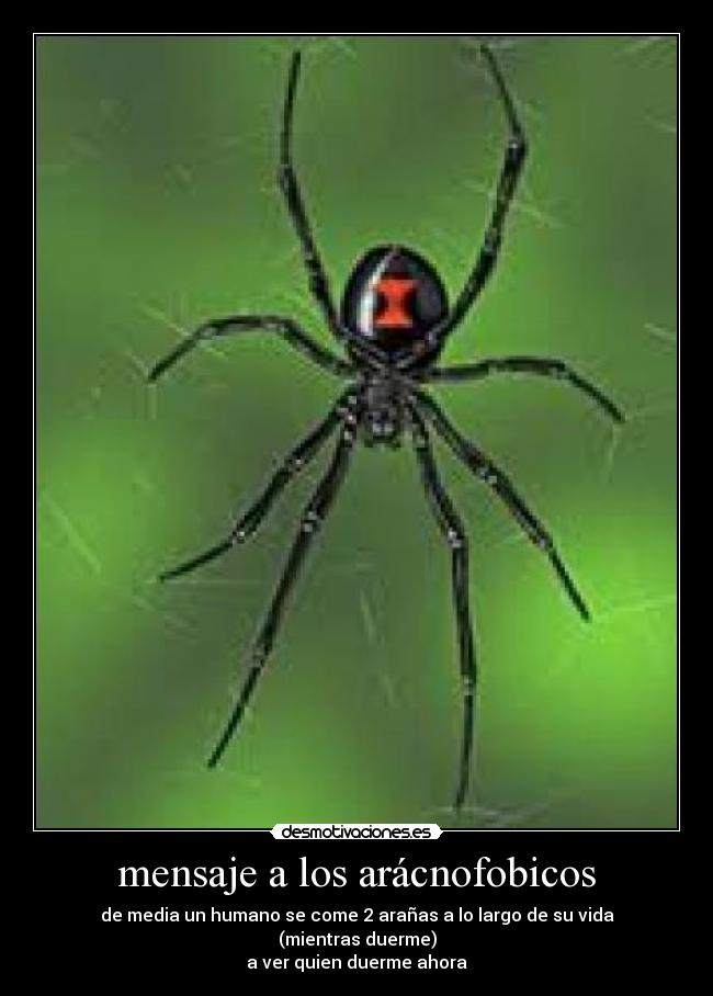 mensaje a los arácnofobicos - de media un humano se come 2 arañas a lo largo de su vida
(mientras duerme)
a ver quien duerme ahora