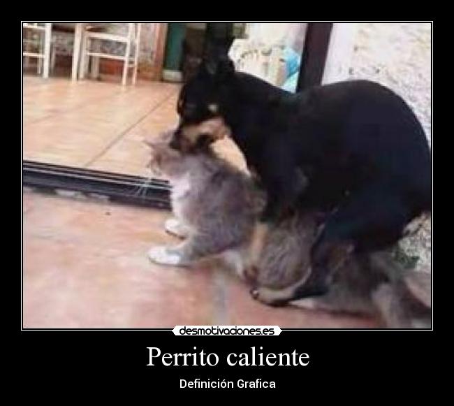 carteles perrito caliente desmotivaciones